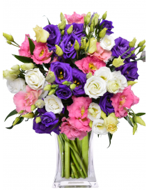 EUSTOMA