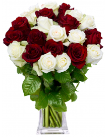 KYTICE RŮŽÍ DAFNE