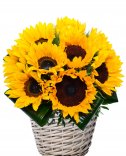 Slunečnice - květinový koš