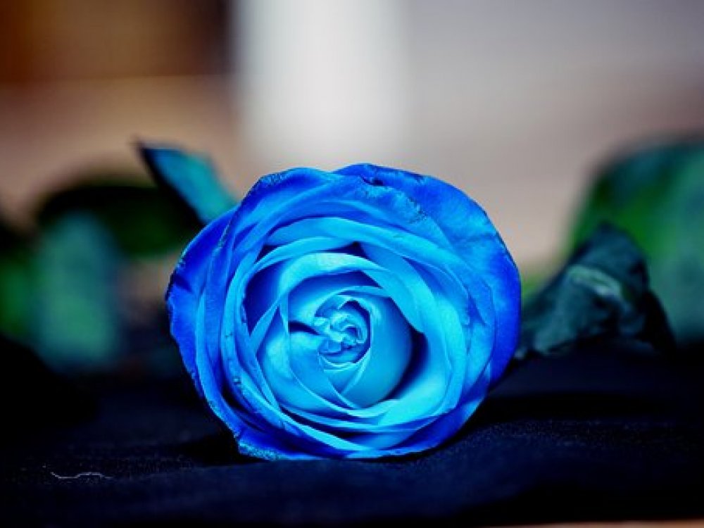 Jak se dělá Modrá růže?