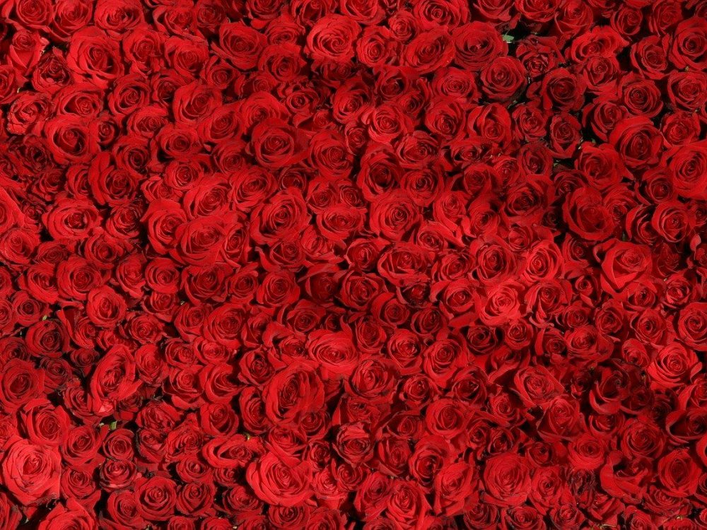 Kolik růží v kytici