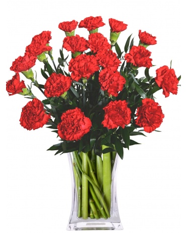 красные гвоздики