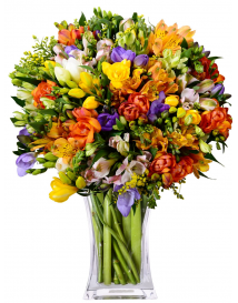 FRÉZIE + ALSTROMERIE