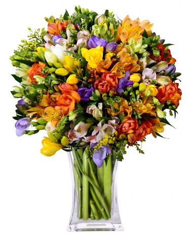 FRÉZIE + ALSTROMERIE