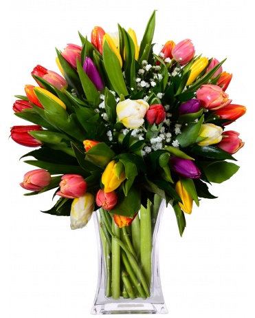 Tulipan Vyznam