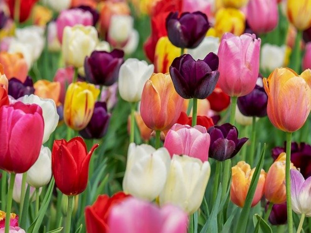 Tulipan Vyznam
