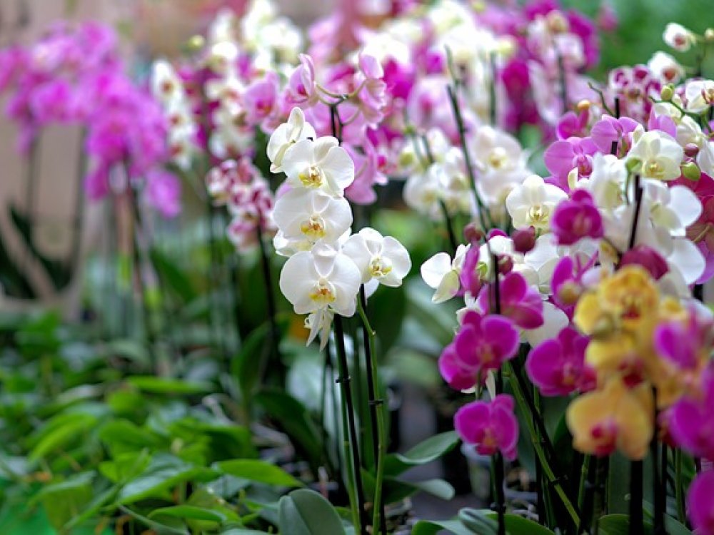 Orchidej Koupit