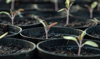 Ideální doba setí: Kdy začít s výsadbou na vaší zahradě?