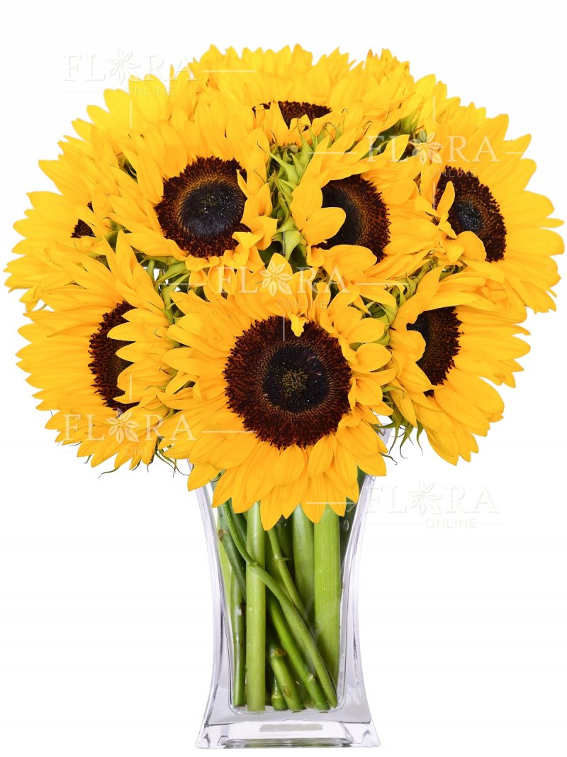 Slunečnice: květiny online