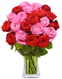 ČERVENÉ + RŮŽOVÉ RŮŽE Leticie
