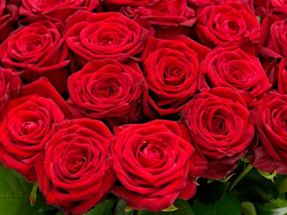 100 růží - Flora Online