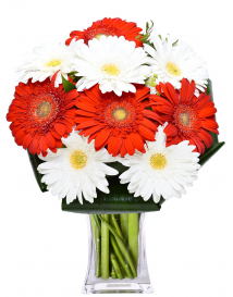 MIX GERBERAS
