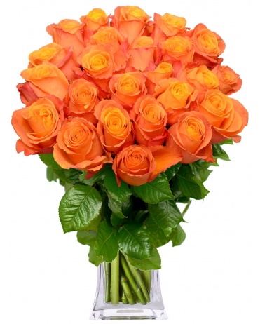 ORANŽOVÉ RŮŽE